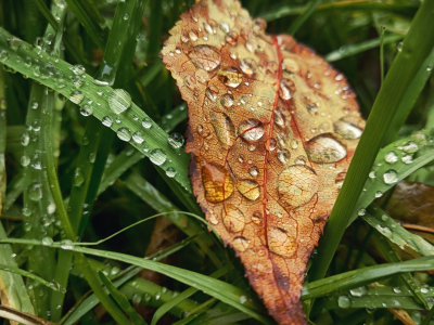 капли, осень, трава, rain, настроение, grass, листья, drop, autumn, дождь, fall, leaves, лист, макро