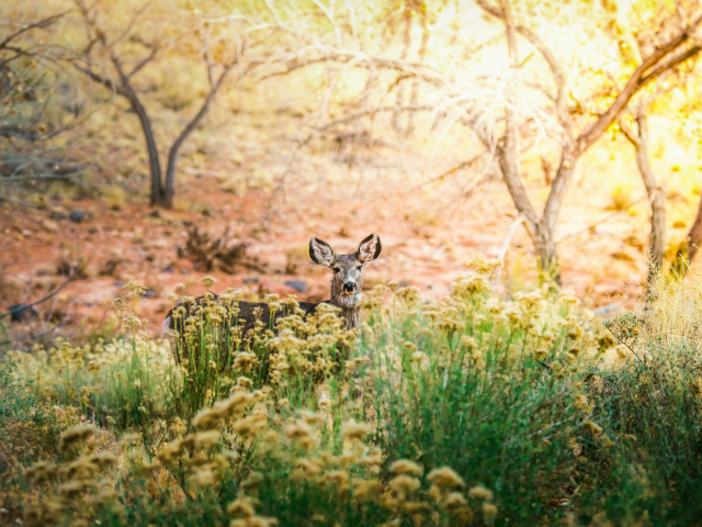 природа, красота