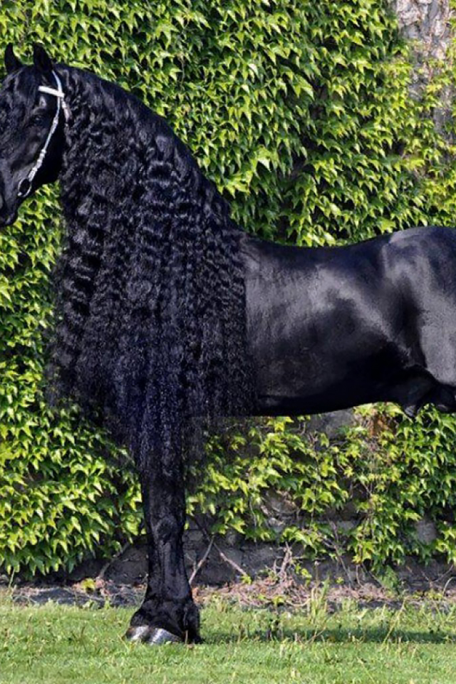 конь, жеребец, лошадь, парк, луг, horse, friedrich, great, stallion, horse, park, meadow, sun, summer, see, front, black, smile, flowers, field, sun, summer, see, nice, wide