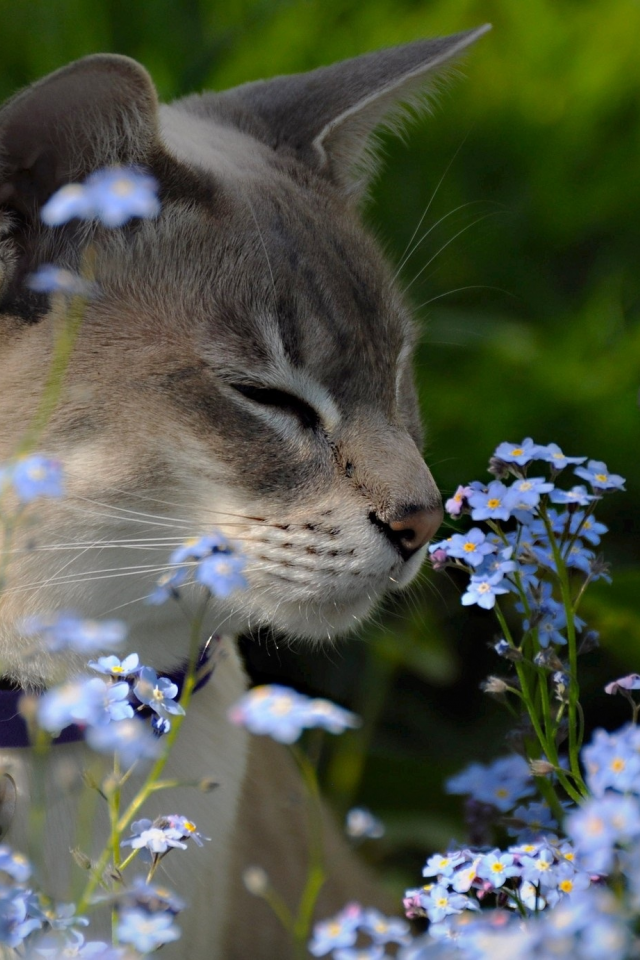 кот, киса