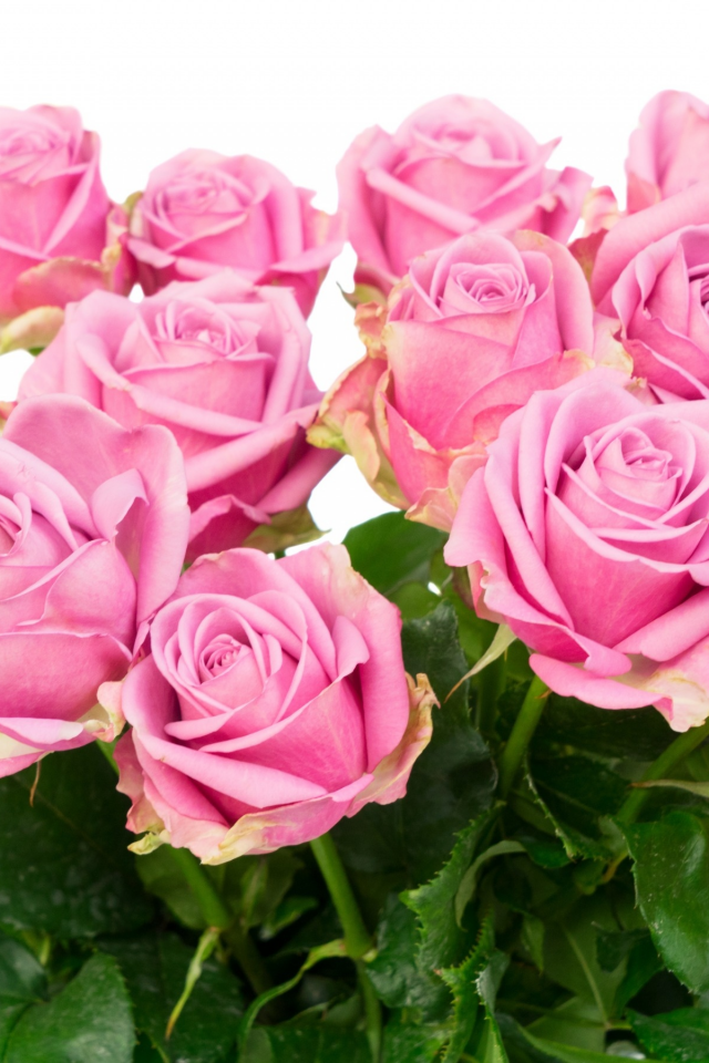 розы, букет, roses, flowers, розовые розы, pink