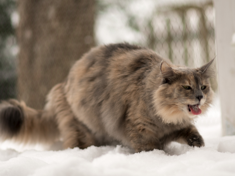 язык, зима, кошка