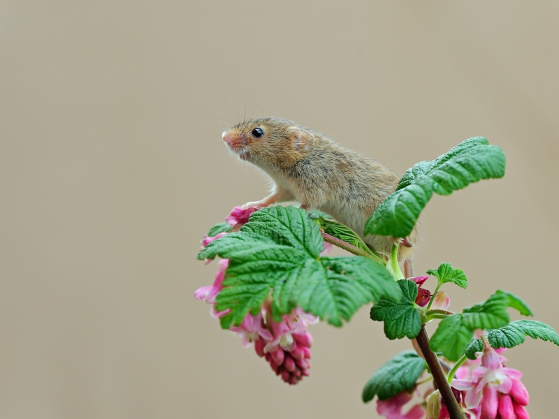 природа, цветок, мышьмалютка, мышка
