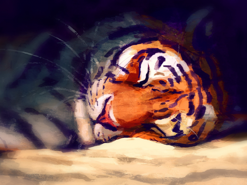 спит, тигр