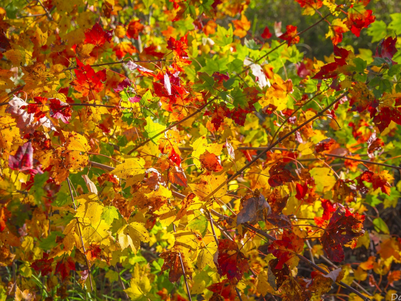 листья, желтый, ветки, осень, красный