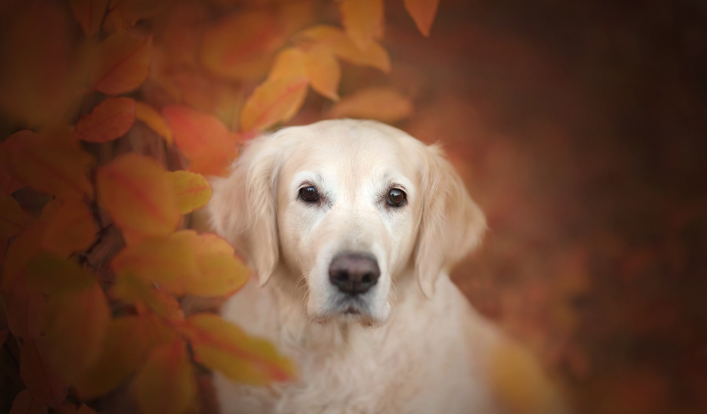 осень, боке, листья, морда, собака, взгляд