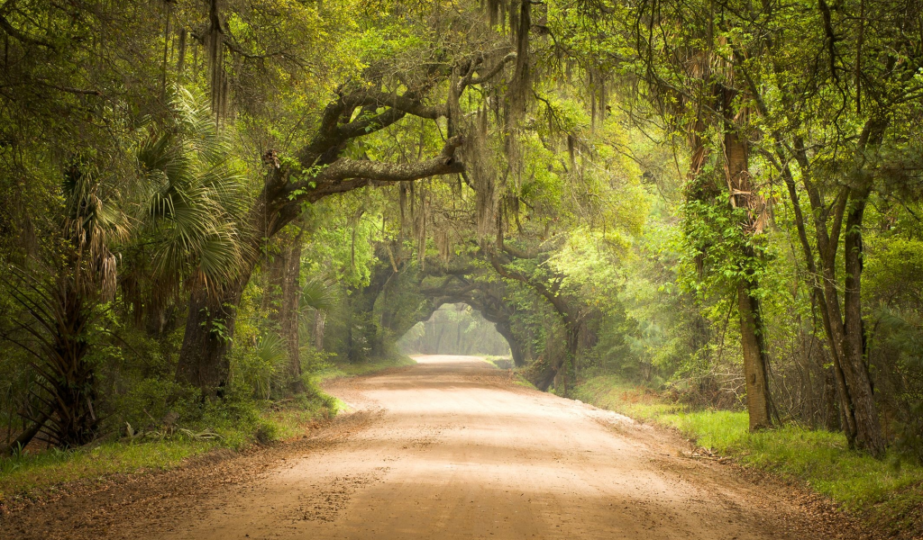 лес, дорога, forest, dense, road, highway, light, trees, sunrise, grass, green, fence, leaves, mist, moss, trees, forest, fallen, park, green, nature, landscapes, trees, forest, trail, woods, leaves, sunrise, see, day, summer, nice, wide