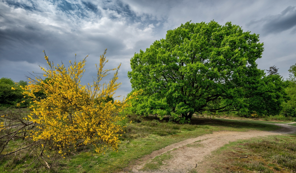 природа, красота