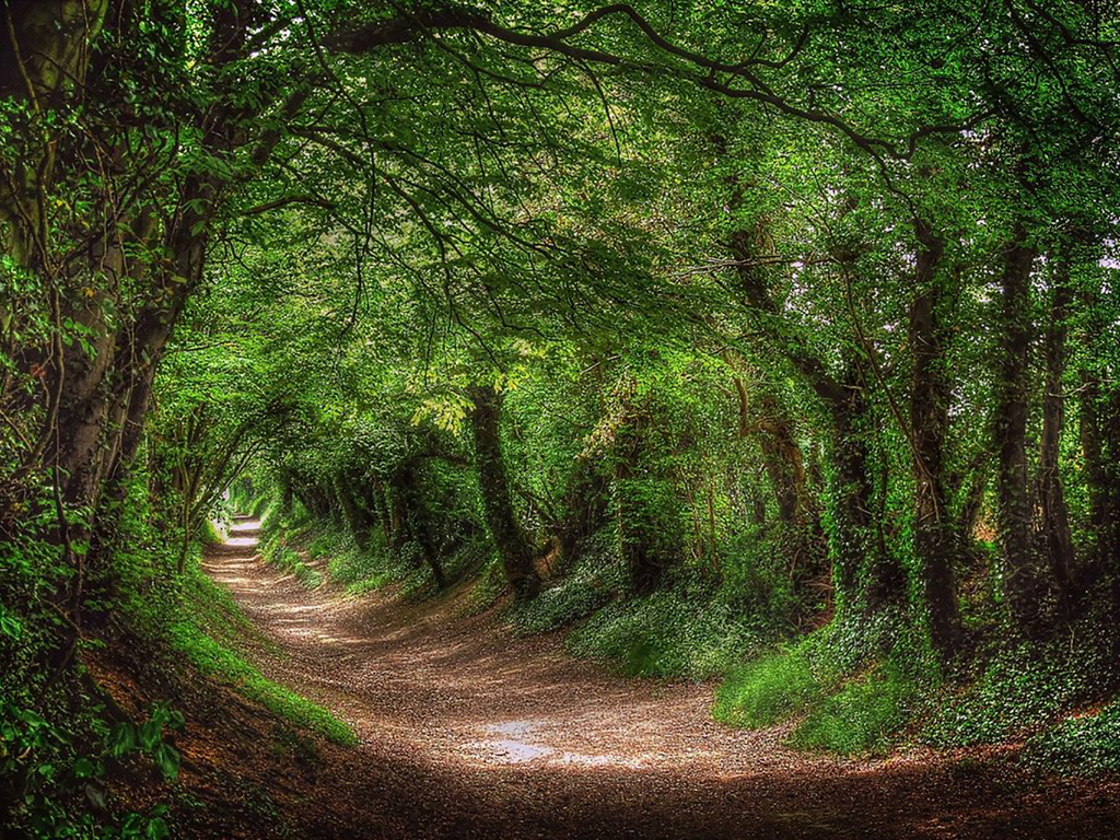 лес, дорога, forest, dense, road, tunnel, light, trees, green, fence, leaves, mist, trees, forest, park, green, nature, landscapes, trees, trail, woods, leaves, see, day, summer, nice, wide