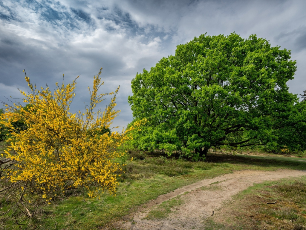 природа, красота