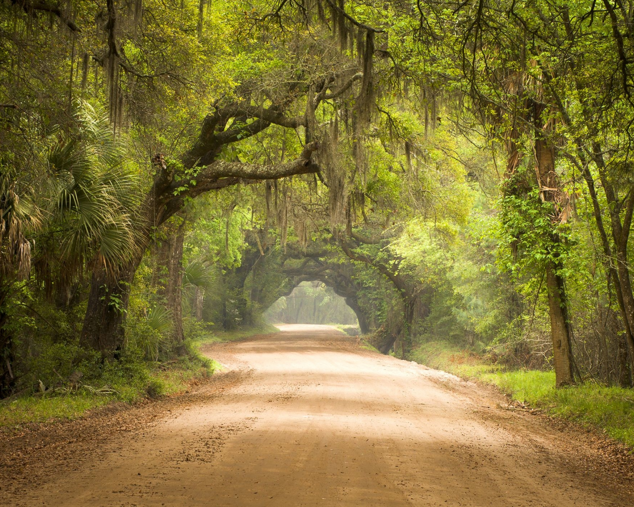 лес, дорога, forest, dense, road, highway, light, trees, sunrise, grass, green, fence, leaves, mist, moss, trees, forest, fallen, park, green, nature, landscapes, trees, forest, trail, woods, leaves, sunrise, see, day, summer, nice, wide