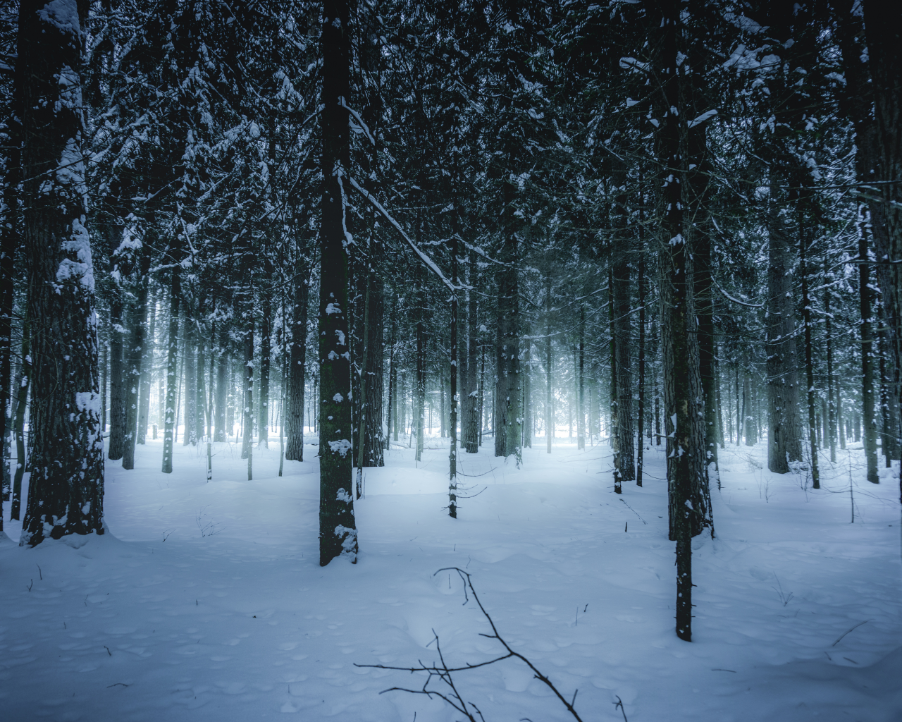 лес, зимний, зима, forest, wintertime, trees, fence, leaves, mist, moss, trees, forest, white, nature, landscapes, trees, forest, trail, woods, leaves, sunrise, see, day, winter, nice, wide