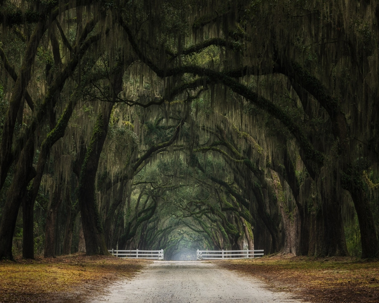 лес, дорога, forest, dense, road, highway, light, trees, tunnel, evening, grass, green, fence, leaves, mist, moss, trees, forest, fallen, park, green, nature, landscapes, trees, forest, trail, woods, leaves, twilight, see, summer, nice, wide