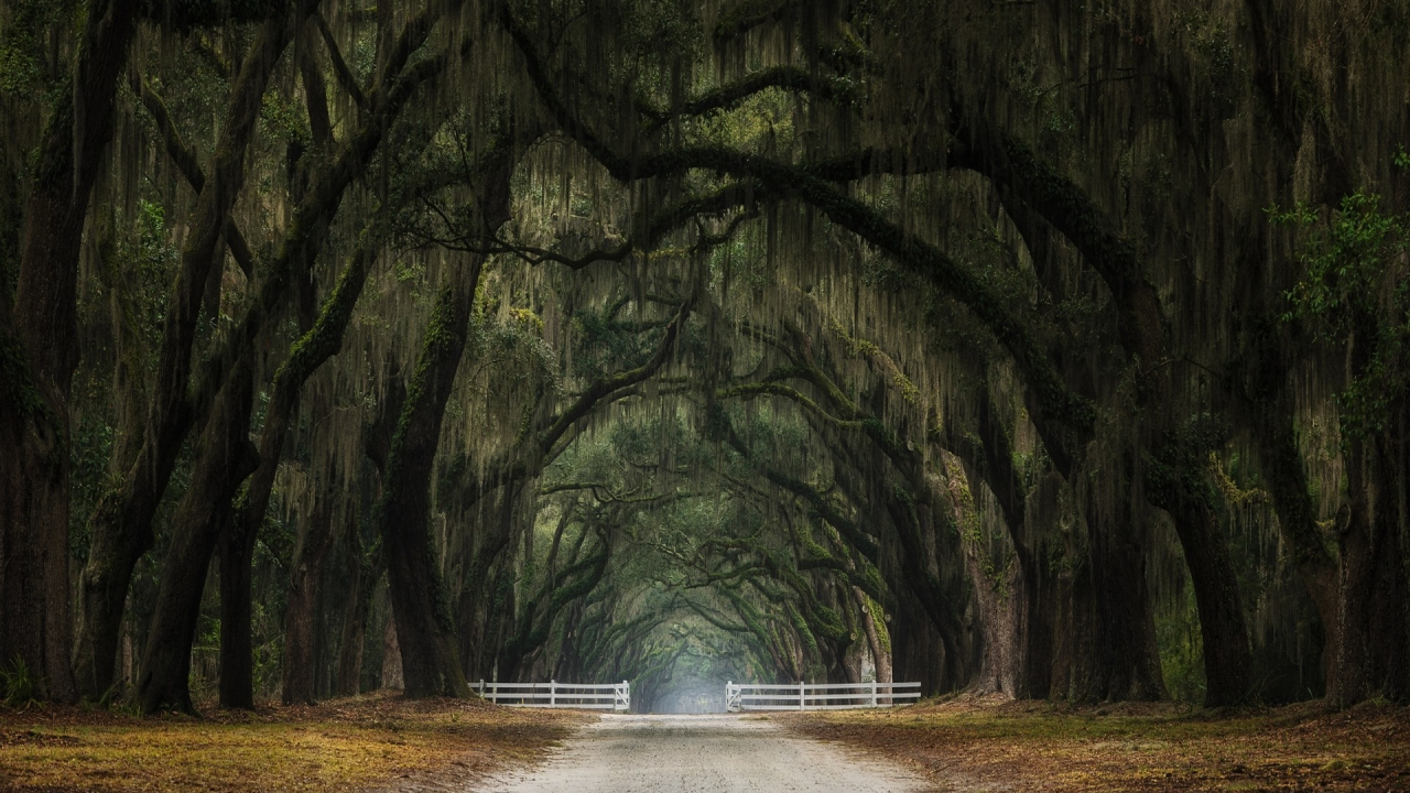 лес, дорога, forest, dense, road, highway, light, trees, tunnel, evening, grass, green, fence, leaves, mist, moss, trees, forest, fallen, park, green, nature, landscapes, trees, forest, trail, woods, leaves, twilight, see, summer, nice, wide