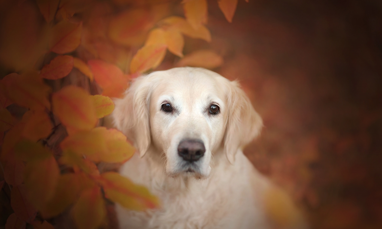 осень, боке, листья, морда, собака, взгляд