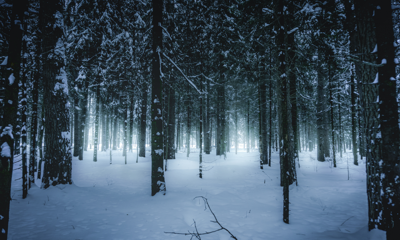 лес, зимний, зима, forest, wintertime, trees, fence, leaves, mist, moss, trees, forest, white, nature, landscapes, trees, forest, trail, woods, leaves, sunrise, see, day, winter, nice, wide