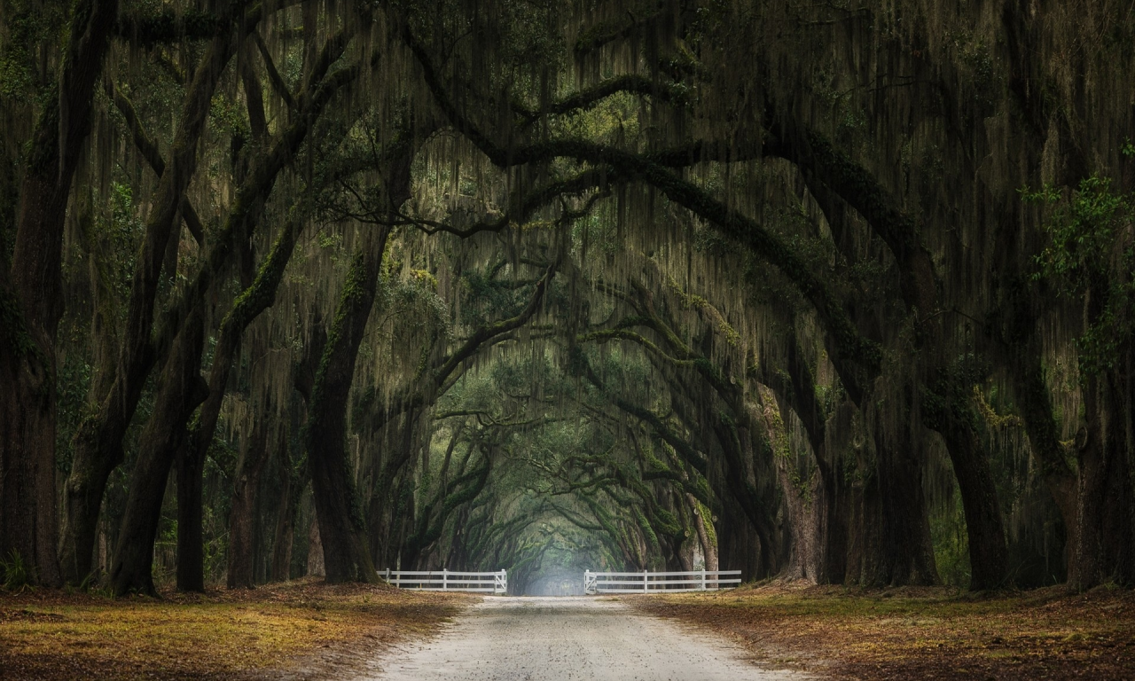 лес, дорога, forest, dense, road, highway, light, trees, tunnel, evening, grass, green, fence, leaves, mist, moss, trees, forest, fallen, park, green, nature, landscapes, trees, forest, trail, woods, leaves, twilight, see, summer, nice, wide