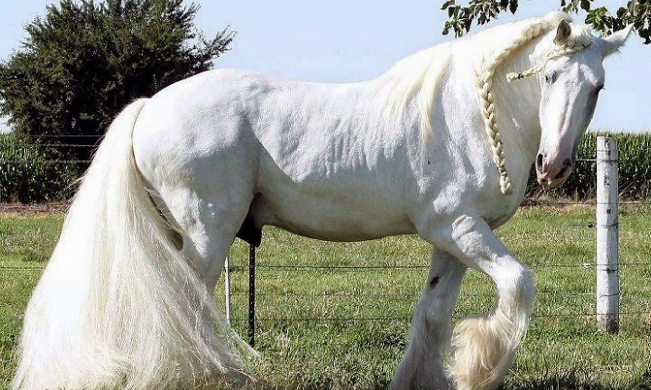 конь, белый, жеребец, лошадь, луг, horse, stallion, horse, field, white, meadow, sun, summer, see, front, white, flowers, grass, field, sun, summer, see, nice, wide