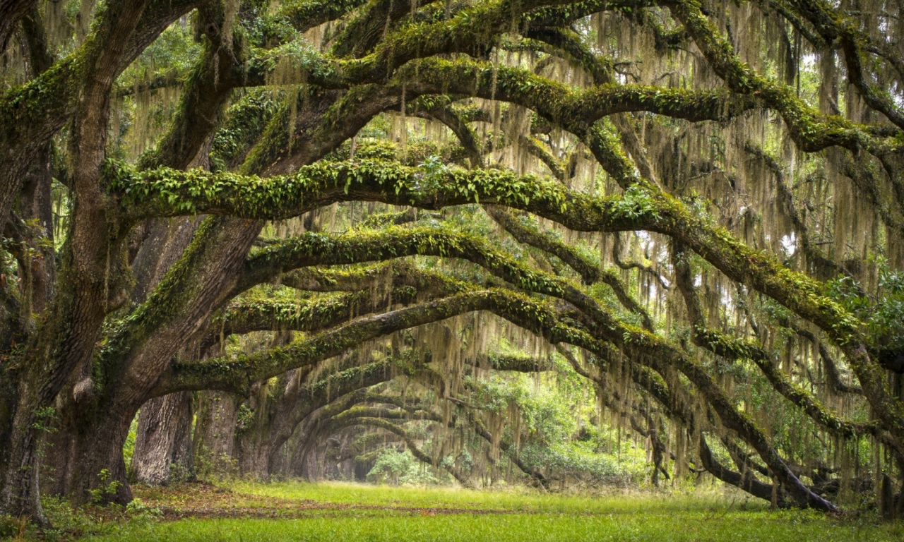 лес, дорога, forest, dense, road, tunnel, light, branch, leaves, south carolina, fence, leaves, mist, trees, forest, park, green, nature, landscapes, trees, trail, woods, leaves, see, day, summer, nice, wide