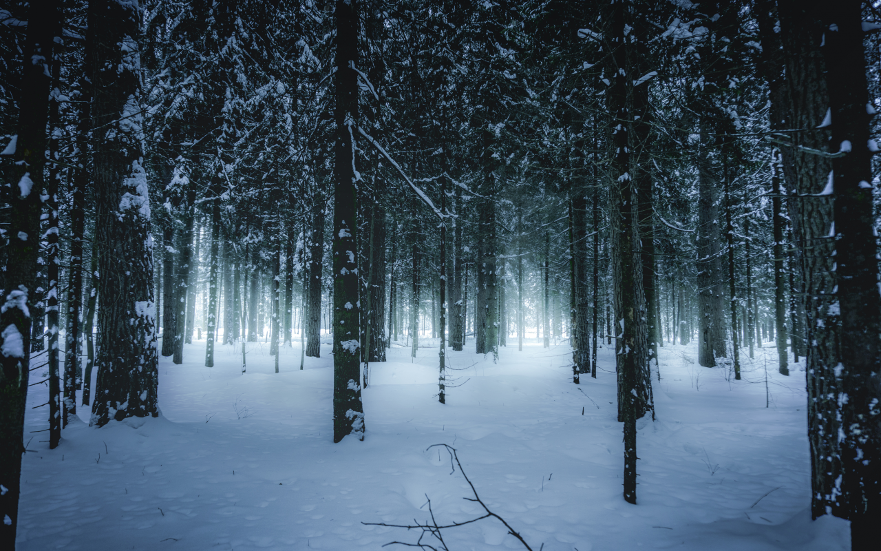 лес, зимний, зима, forest, wintertime, trees, fence, leaves, mist, moss, trees, forest, white, nature, landscapes, trees, forest, trail, woods, leaves, sunrise, see, day, winter, nice, wide