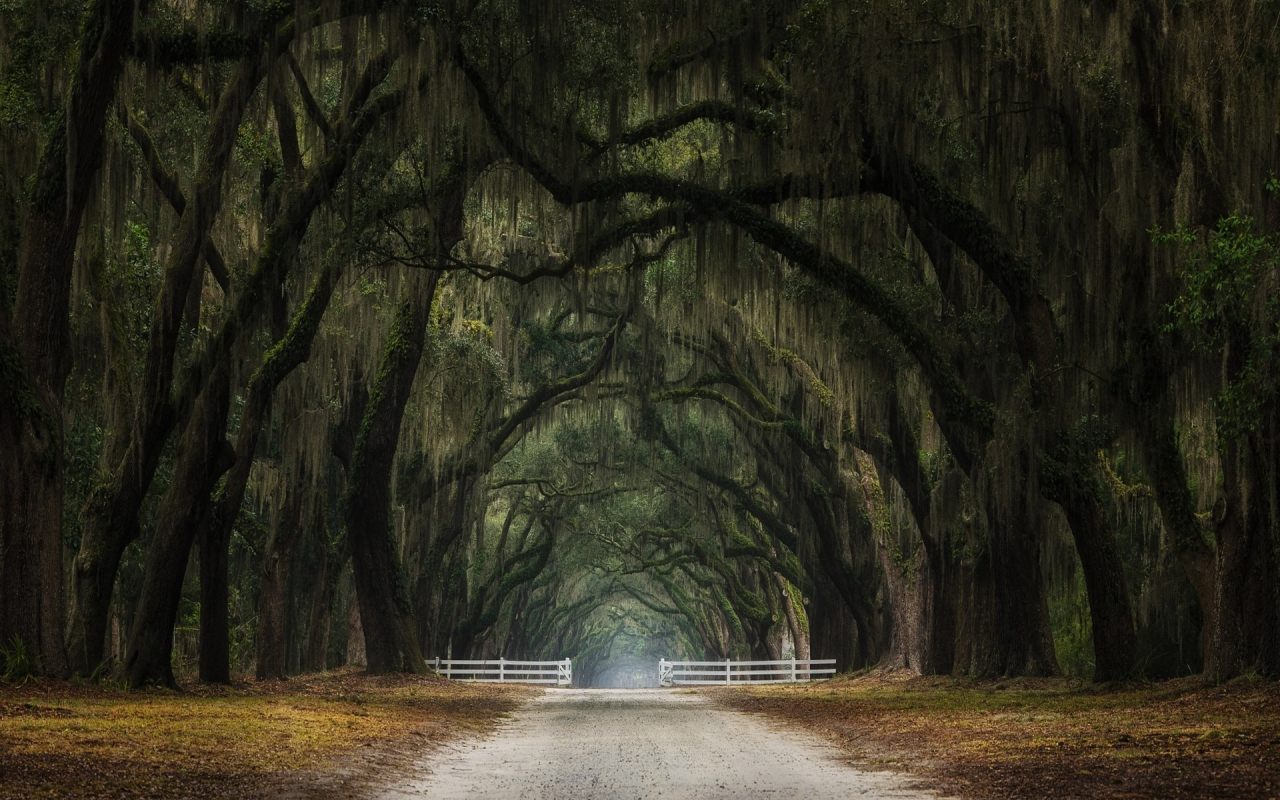 лес, дорога, forest, dense, road, highway, light, trees, tunnel, evening, grass, green, fence, leaves, mist, moss, trees, forest, fallen, park, green, nature, landscapes, trees, forest, trail, woods, leaves, twilight, see, summer, nice, wide