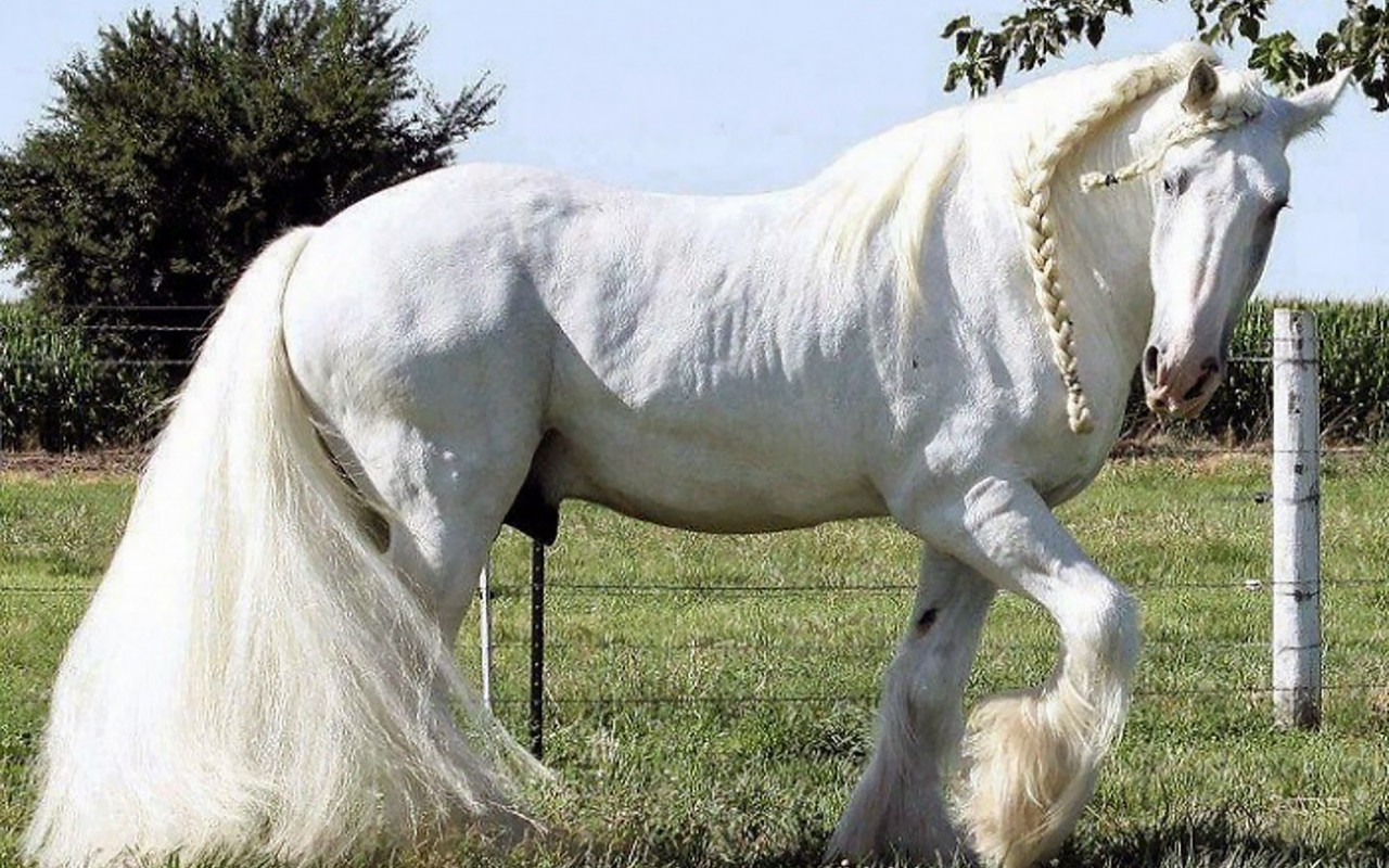 конь, белый, жеребец, лошадь, луг, horse, stallion, horse, field, white, meadow, sun, summer, see, front, white, flowers, grass, field, sun, summer, see, nice, wide