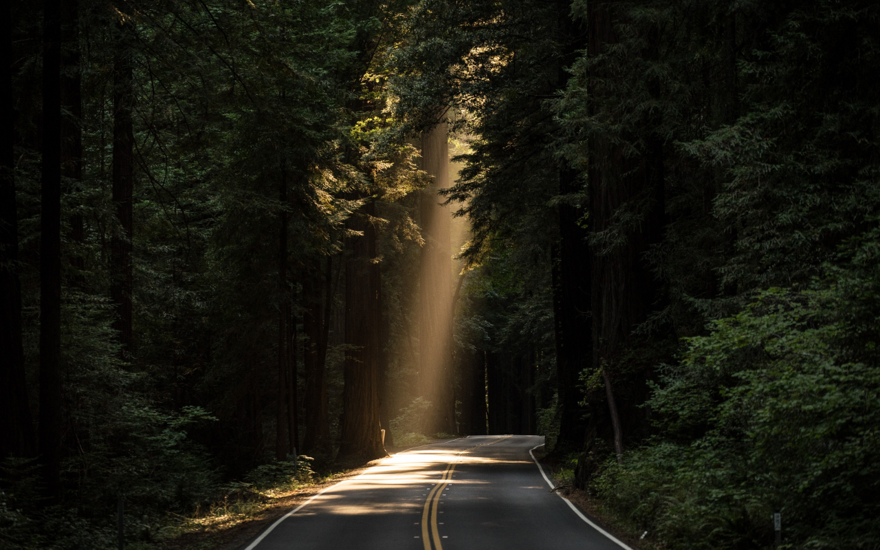 лес, дорога, forest, dense, road, paved, conifer, daylight, evergreen, highway, dark, trees, sunrise, grass, green, fence, leaves, mist, moss, trees, forest, fallen, park, green, nature, landscapes, trees, forest, trail, woods, leaves, see, day, dark