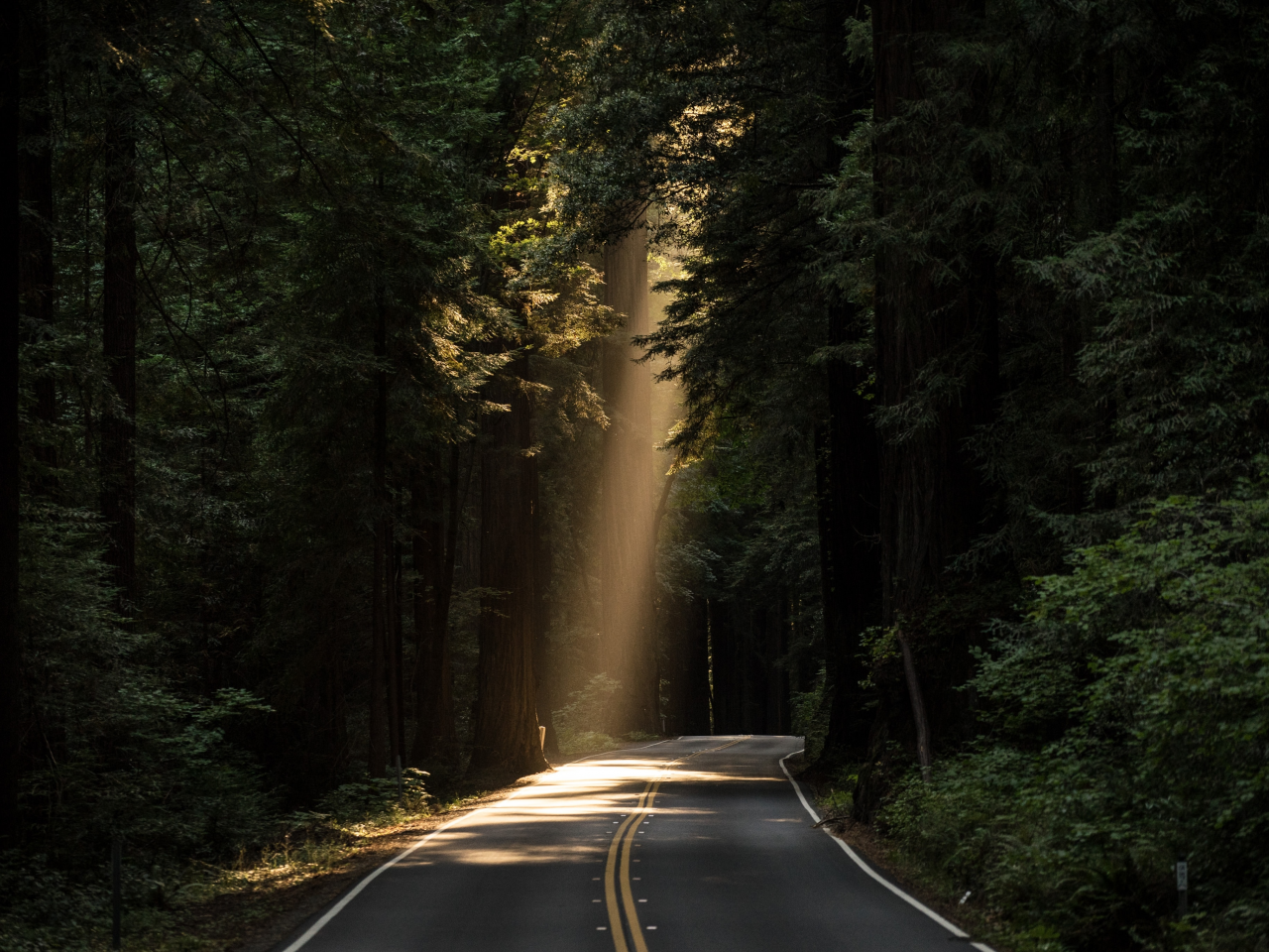 лес, дорога, forest, dense, road, paved, conifer, daylight, evergreen, highway, dark, trees, sunrise, grass, green, fence, leaves, mist, moss, trees, forest, fallen, park, green, nature, landscapes, trees, forest, trail, woods, leaves, see, day, dark