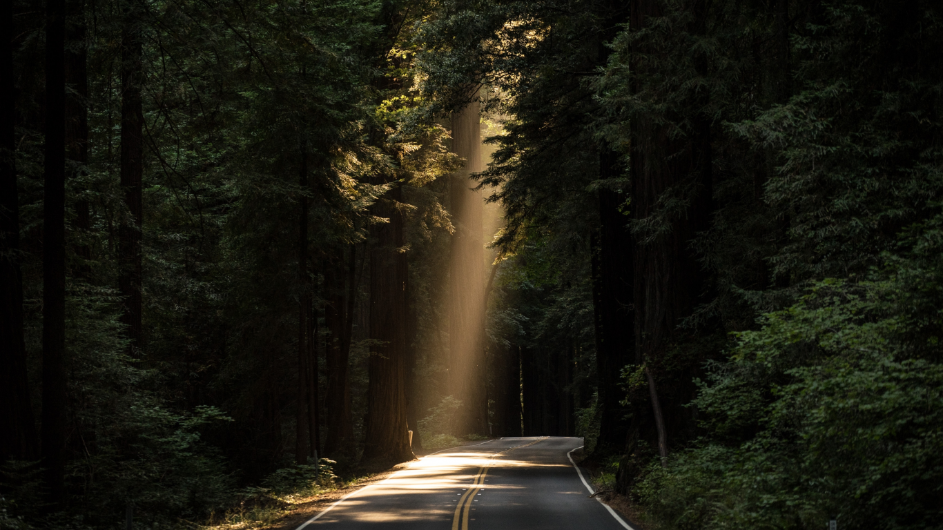 лес, дорога, forest, dense, road, paved, conifer, daylight, evergreen, highway, dark, trees, sunrise, grass, green, fence, leaves, mist, moss, trees, forest, fallen, park, green, nature, landscapes, trees, forest, trail, woods, leaves, see, day, dark