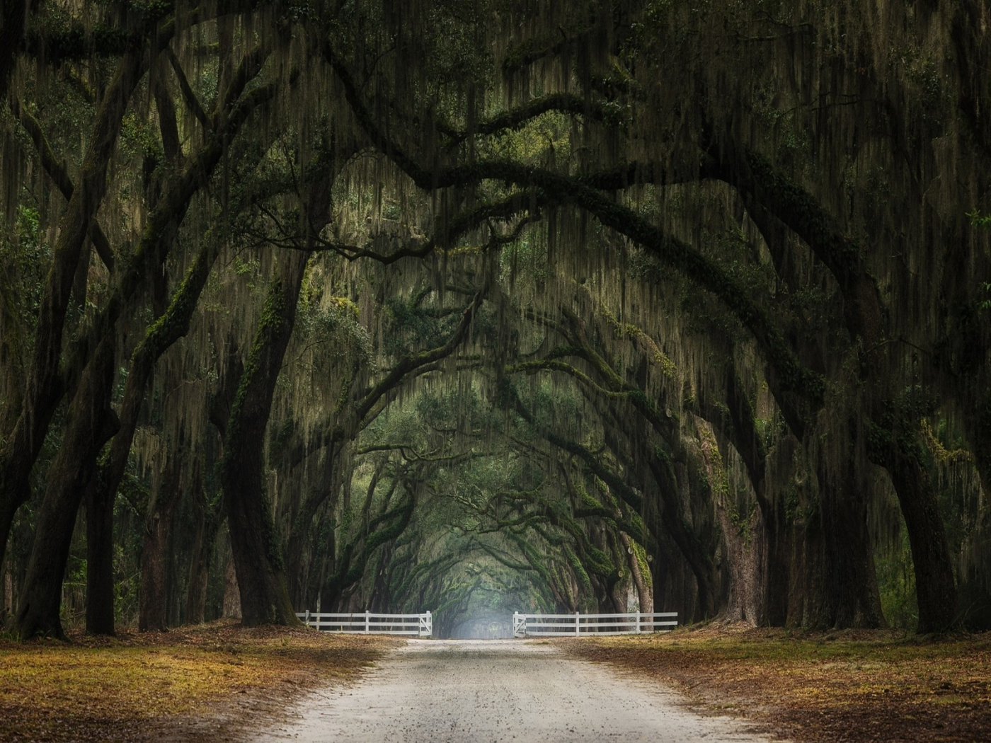 лес, дорога, forest, dense, road, highway, light, trees, tunnel, evening, grass, green, fence, leaves, mist, moss, trees, forest, fallen, park, green, nature, landscapes, trees, forest, trail, woods, leaves, twilight, see, summer, nice, wide