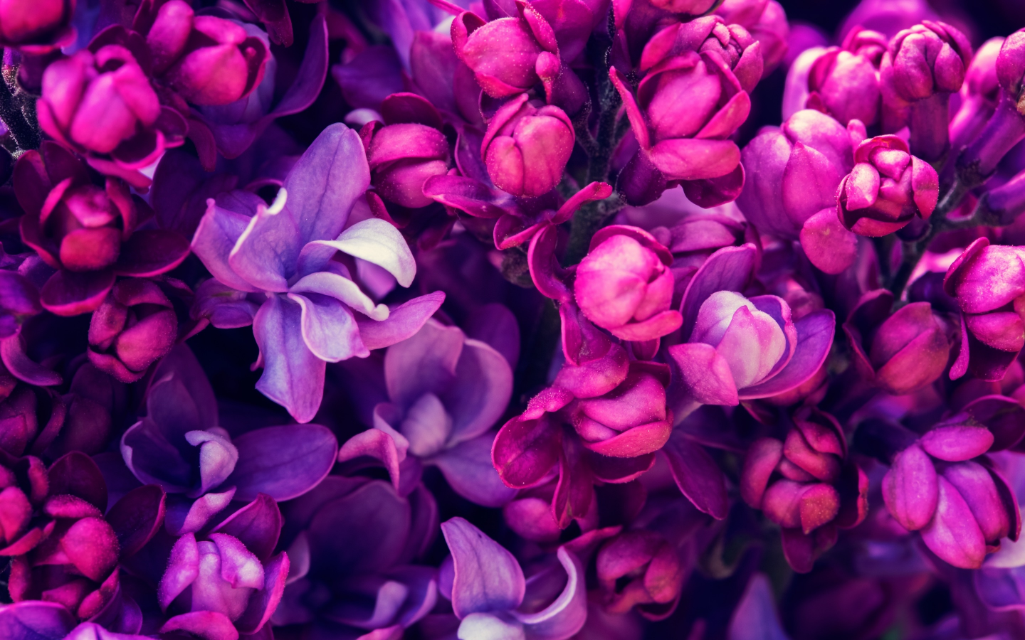 весна, lilac, цветение, сирень, blossom, purple, spring, flowers