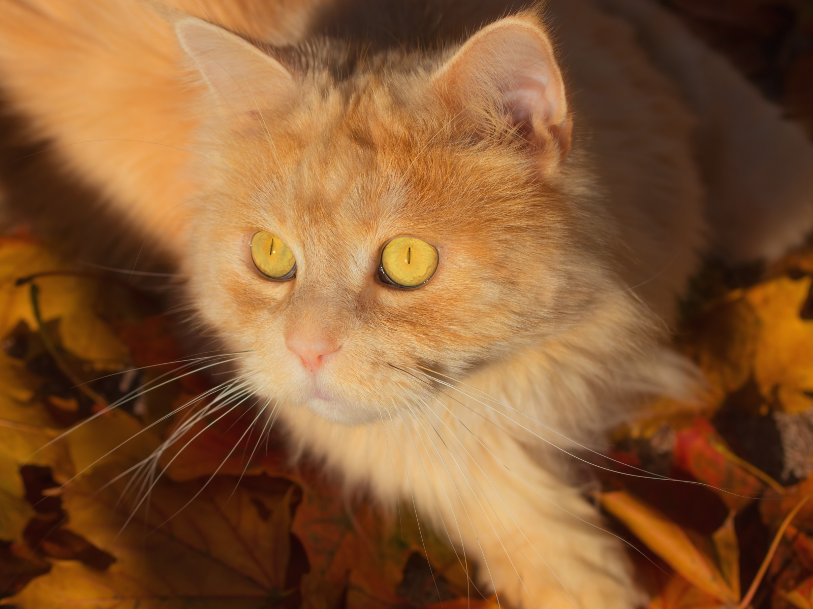 листья, кот, котейка, рыжий кот, мордочка, взгляд