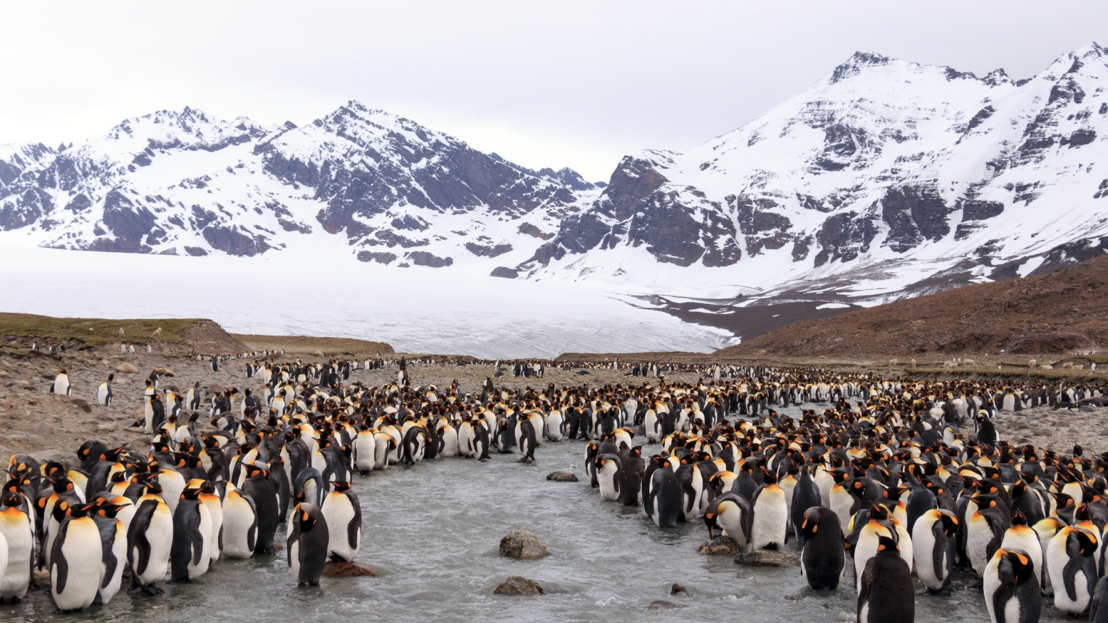 пингвины, горы