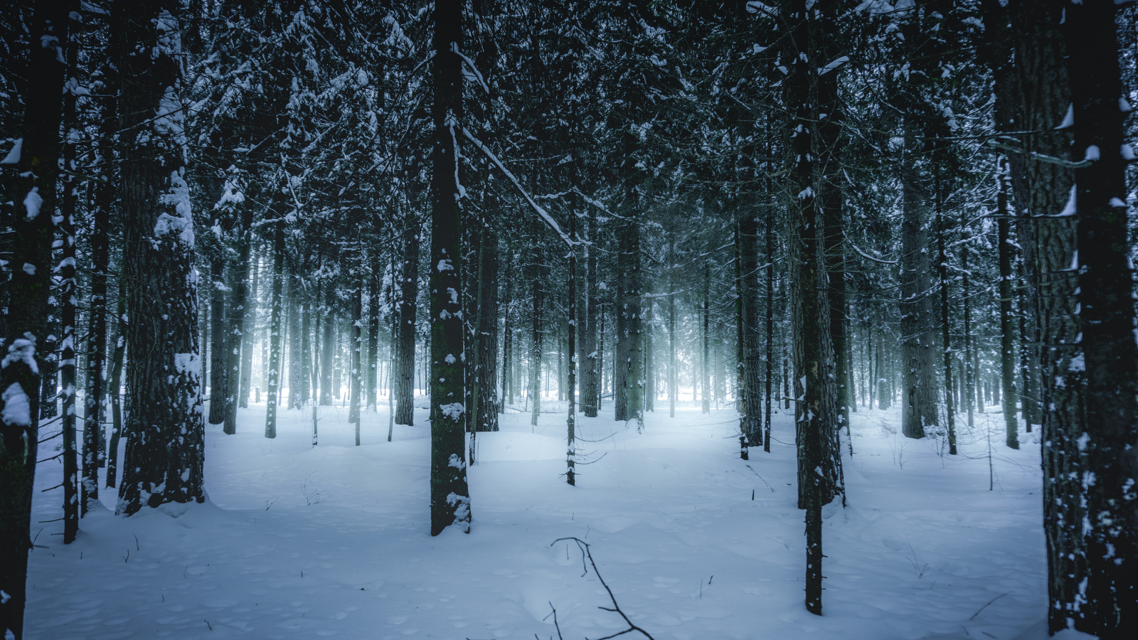 лес, зимний, зима, forest, wintertime, trees, fence, leaves, mist, moss, trees, forest, white, nature, landscapes, trees, forest, trail, woods, leaves, sunrise, see, day, winter, nice, wide