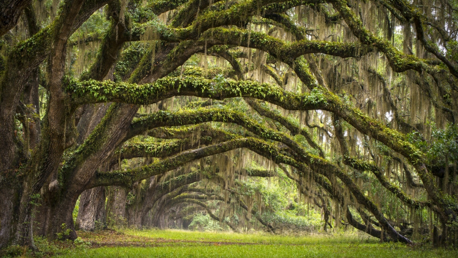 лес, дорога, forest, dense, road, tunnel, light, branch, leaves, south carolina, fence, leaves, mist, trees, forest, park, green, nature, landscapes, trees, trail, woods, leaves, see, day, summer, nice, wide