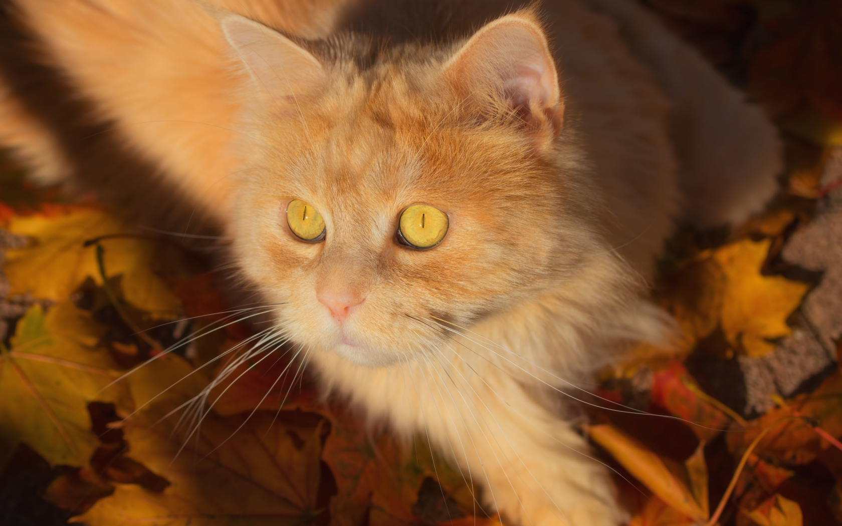 листья, кот, котейка, рыжий кот, мордочка, взгляд