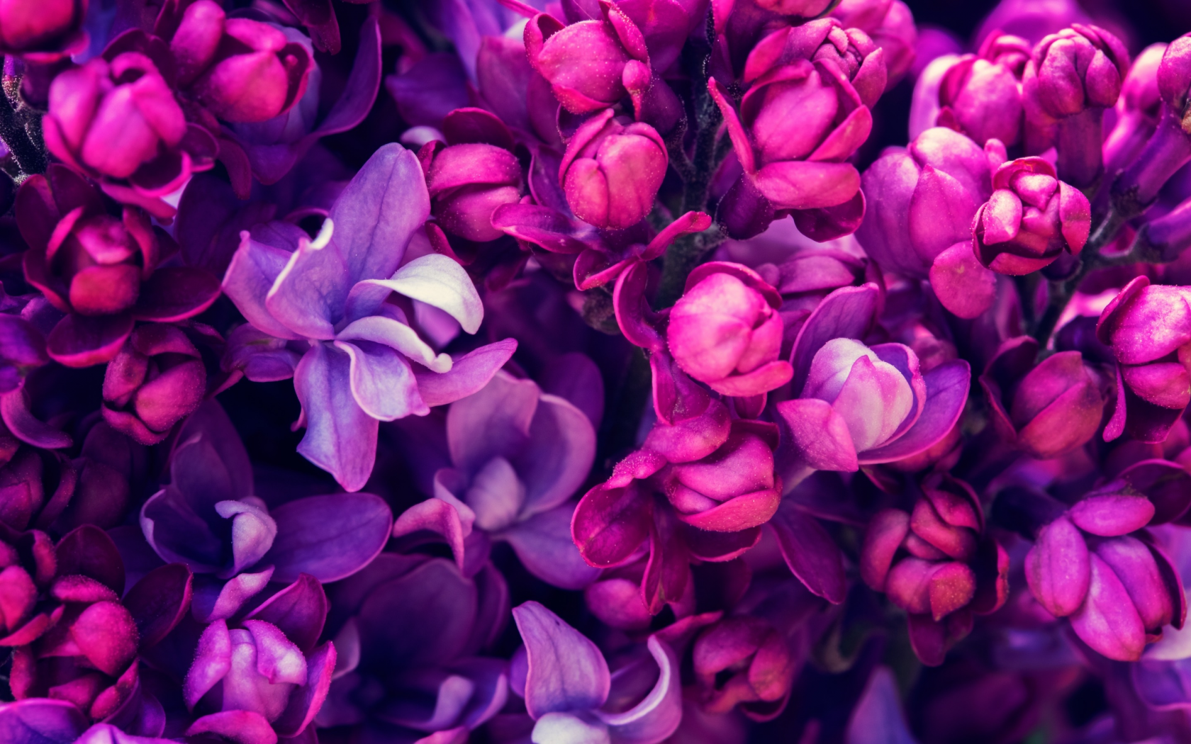 весна, lilac, цветение, сирень, blossom, purple, spring, flowers