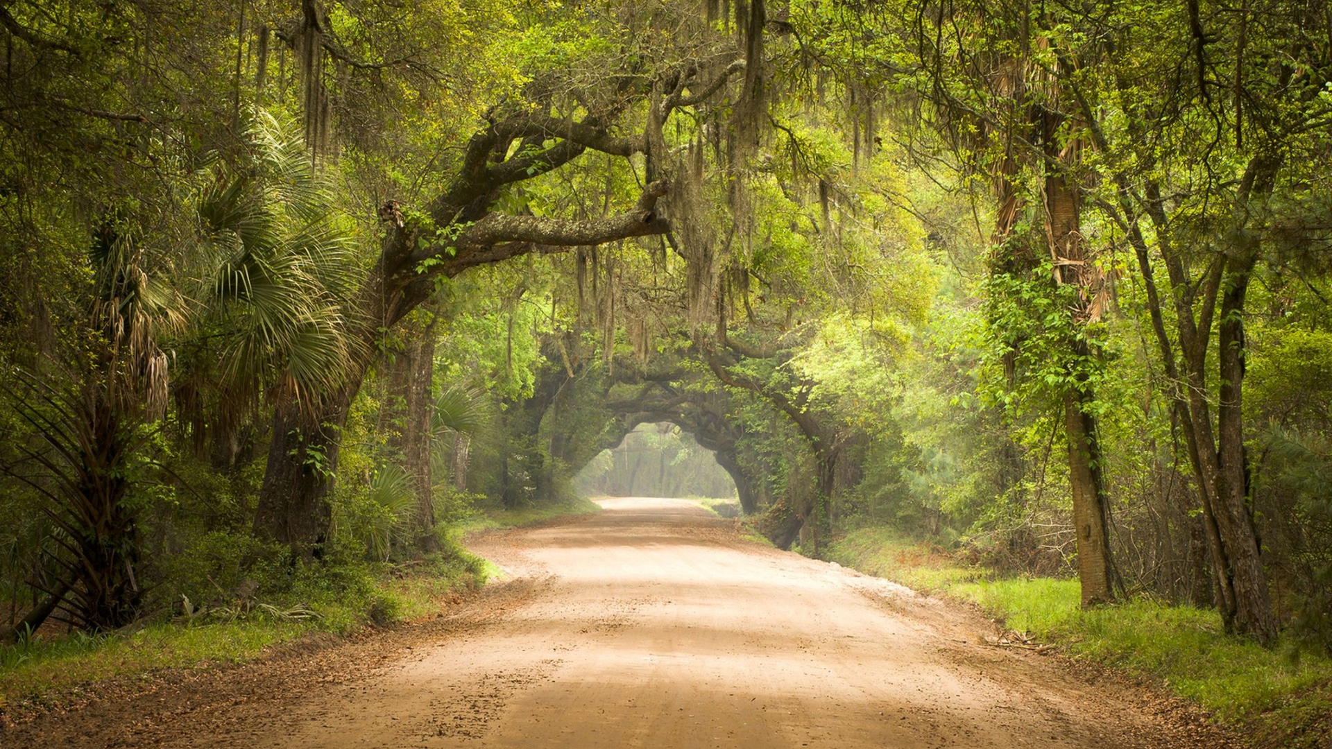 лес, дорога, forest, dense, road, highway, light, trees, sunrise, grass, green, fence, leaves, mist, moss, trees, forest, fallen, park, green, nature, landscapes, trees, forest, trail, woods, leaves, sunrise, see, day, summer, nice, wide