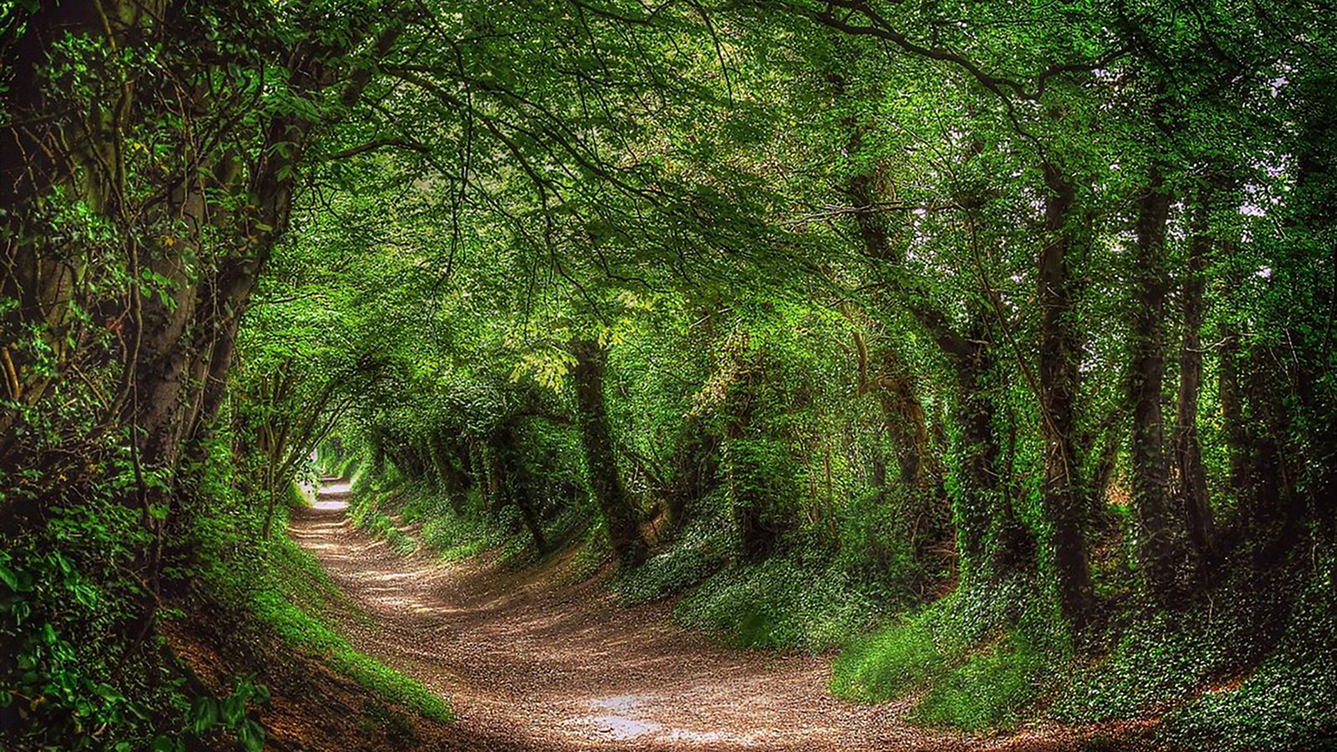 лес, дорога, forest, dense, road, tunnel, light, trees, green, fence, leaves, mist, trees, forest, park, green, nature, landscapes, trees, trail, woods, leaves, see, day, summer, nice, wide