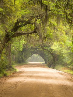 лес, дорога, forest, dense, road, highway, light, trees, sunrise, grass, green, fence, leaves, mist, moss, trees, forest, fallen, park, green, nature, landscapes, trees, forest, trail, woods, leaves, sunrise, see, day, summer, nice, wide