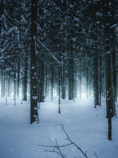 лес, зимний, зима, forest, wintertime, trees, fence, leaves, mist, moss, trees, forest, white, nature, landscapes, trees, forest, trail, woods, leaves, sunrise, see, day, winter, nice, wide