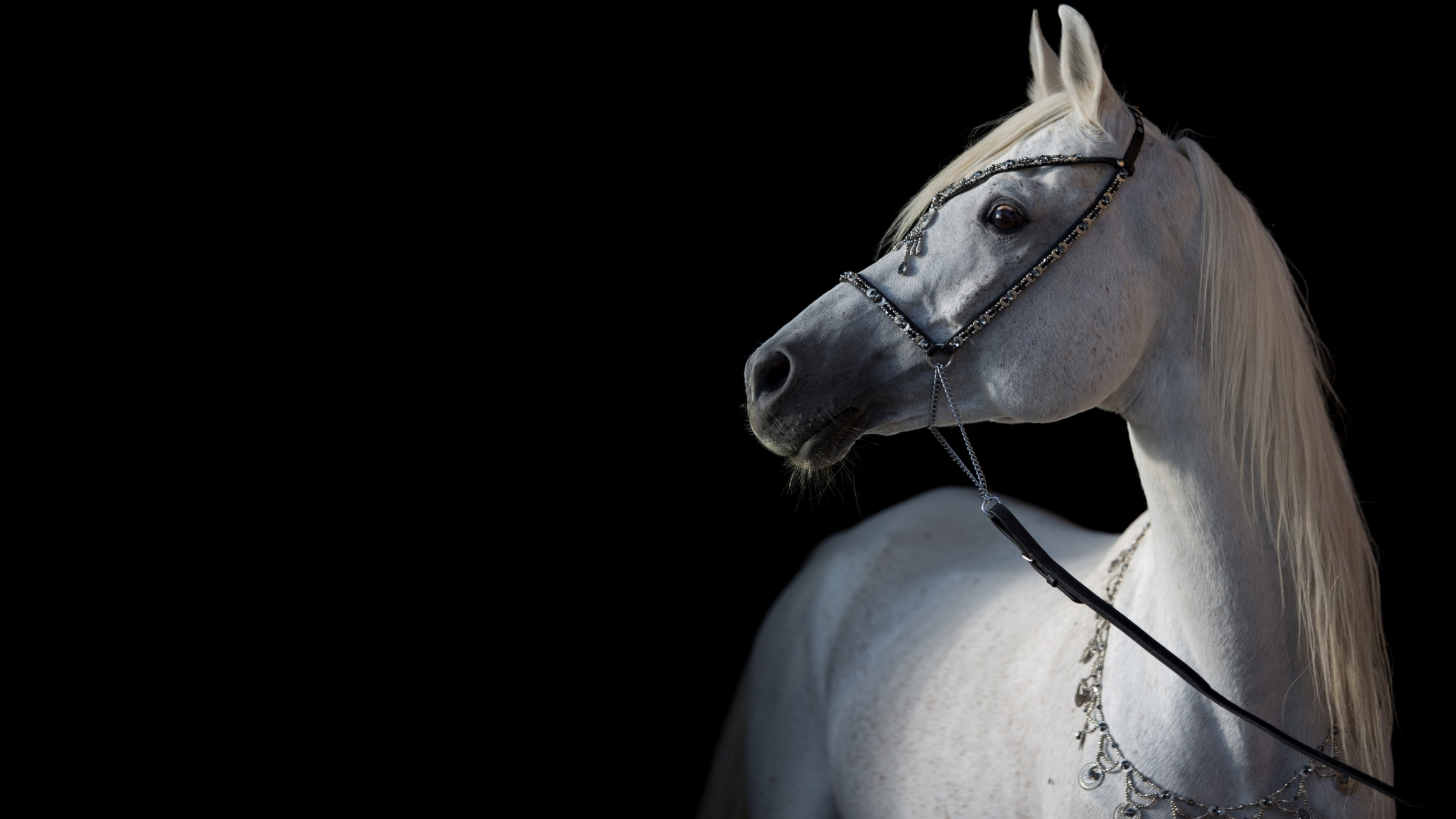 арабский, контраст, лошадь, грация, свет, конь, тёмный фон