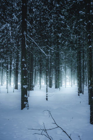 лес, зимний, зима, forest, wintertime, trees, fence, leaves, mist, moss, trees, forest, white, nature, landscapes, trees, forest, trail, woods, leaves, sunrise, see, day, winter, nice, wide