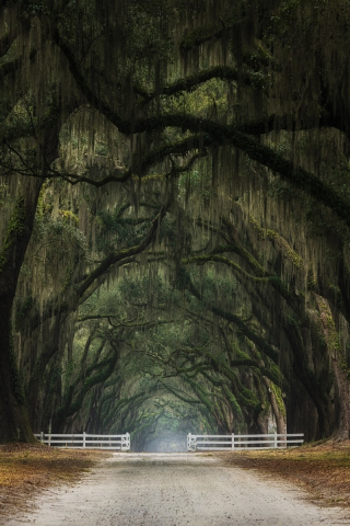 лес, дорога, forest, dense, road, highway, light, trees, tunnel, evening, grass, green, fence, leaves, mist, moss, trees, forest, fallen, park, green, nature, landscapes, trees, forest, trail, woods, leaves, twilight, see, summer, nice, wide