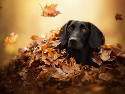 листья, осень, морда, укрытие, взгляд, собака