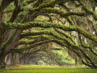 лес, дорога, forest, dense, road, tunnel, light, branch, leaves, south carolina, fence, leaves, mist, trees, forest, park, green, nature, landscapes, trees, trail, woods, leaves, see, day, summer, nice, wide