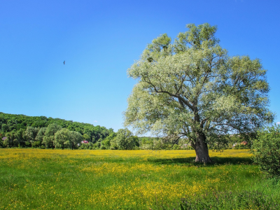 природа, красота