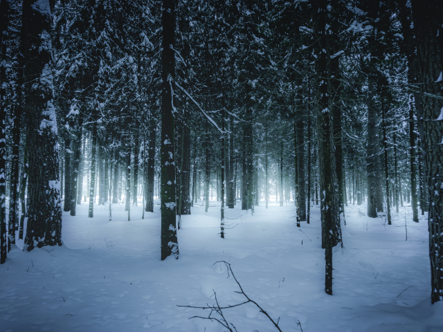 лес, зимний, зима, forest, wintertime, trees, fence, leaves, mist, moss, trees, forest, white, nature, landscapes, trees, forest, trail, woods, leaves, sunrise, see, day, winter, nice, wide