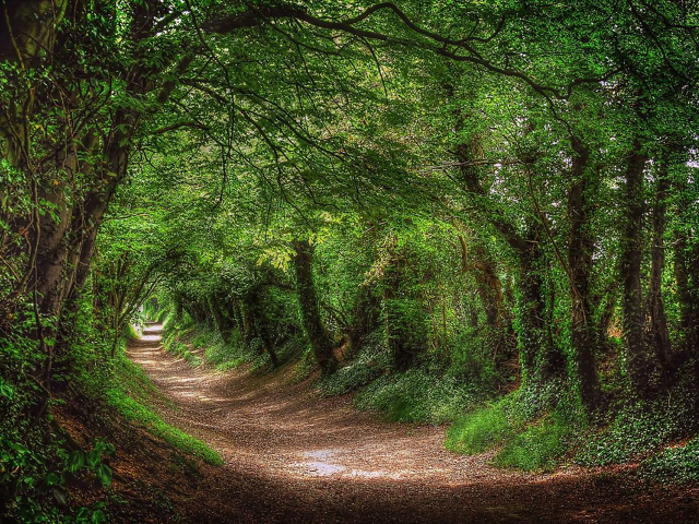 лес, дорога, forest, dense, road, tunnel, light, trees, green, fence, leaves, mist, trees, forest, park, green, nature, landscapes, trees, trail, woods, leaves, see, day, summer, nice, wide