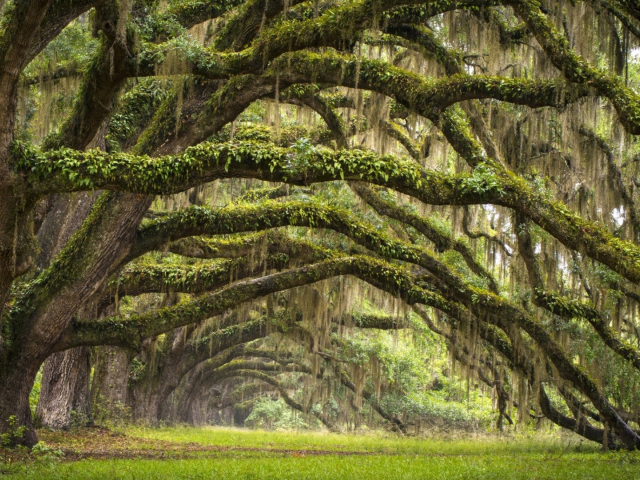 лес, дорога, forest, dense, road, tunnel, light, branch, leaves, south carolina, fence, leaves, mist, trees, forest, park, green, nature, landscapes, trees, trail, woods, leaves, see, day, summer, nice, wide